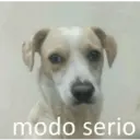 מדבקה