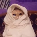 Límmiði