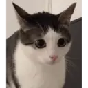 Límmiði