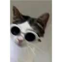 Límmiði