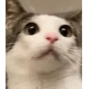Límmiði