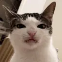 Límmiði