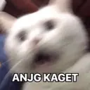 Límmiði