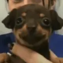 Samolepka