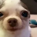 Samolepka