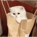 স্টিকার