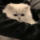 স্টিকার