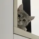 স্টিকার