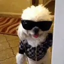 贴纸