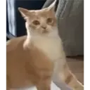Stika