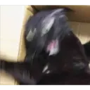 Stika