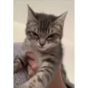 Stika