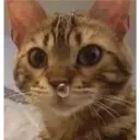 Stika