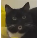 Stika