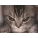 Stika