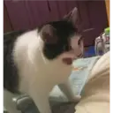 Stika