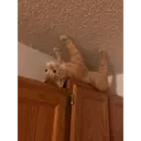 贴纸