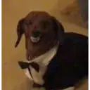 贴纸