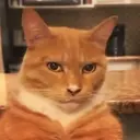 Samolepka