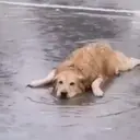 Կպչուն պիտակ