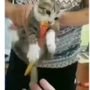 Կպչուն պիտակ
